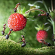 Illustration for article titled Fanciful photos reveal the whimsical secret lives of ants